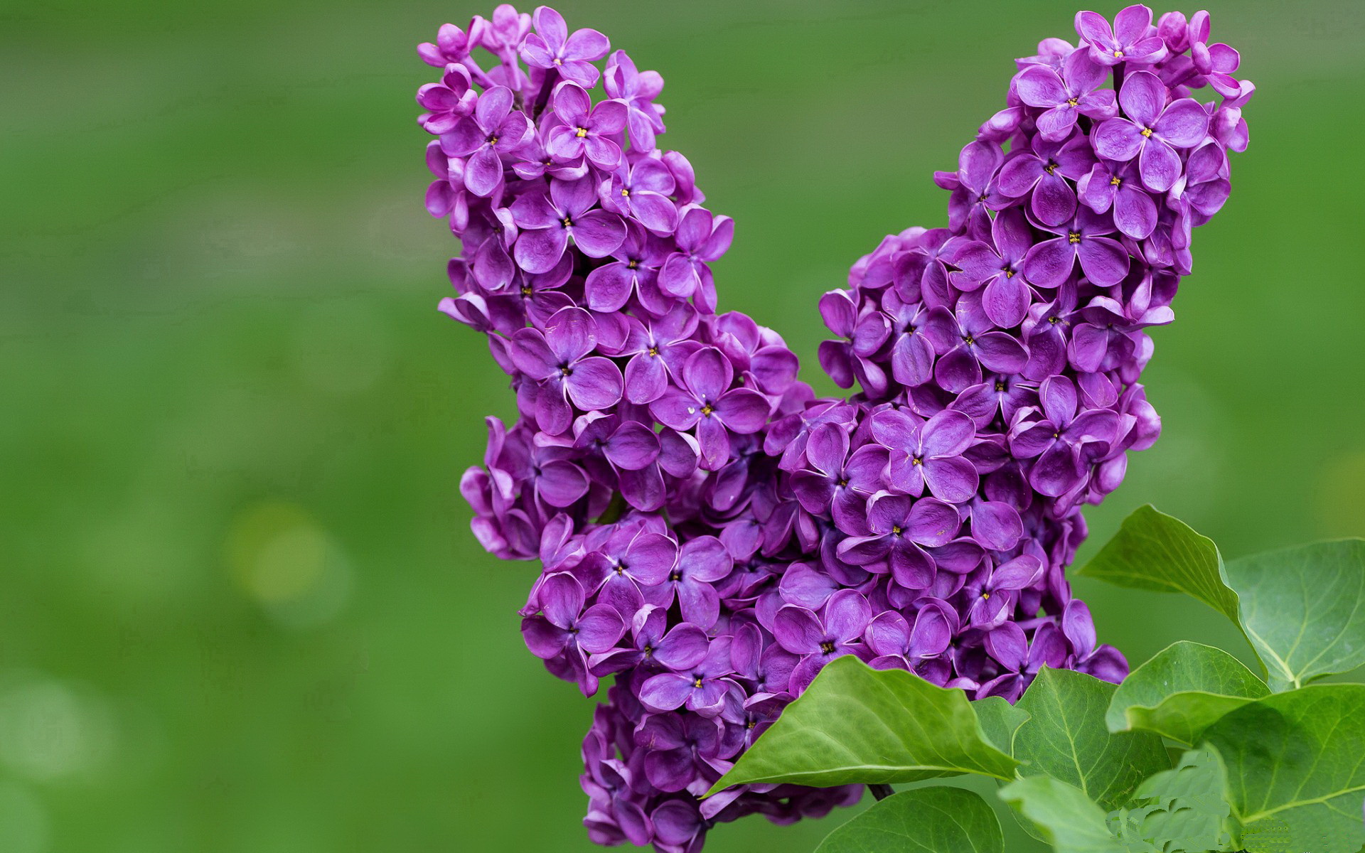 开云体育官网-芬兰狂胜新西兰，巴尔韦德成为关键先生